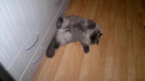 Scooby_sleep.jpg